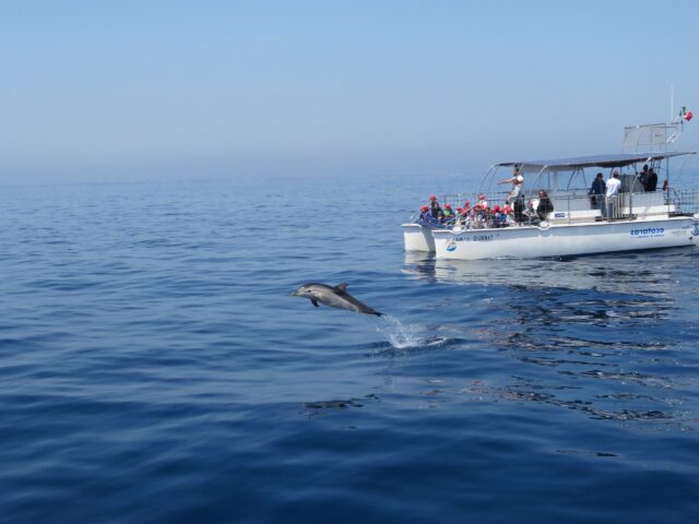 Attività di Citizen Science svolte dalla Jonian Dolphin Conservation nel Golfo di Taranto