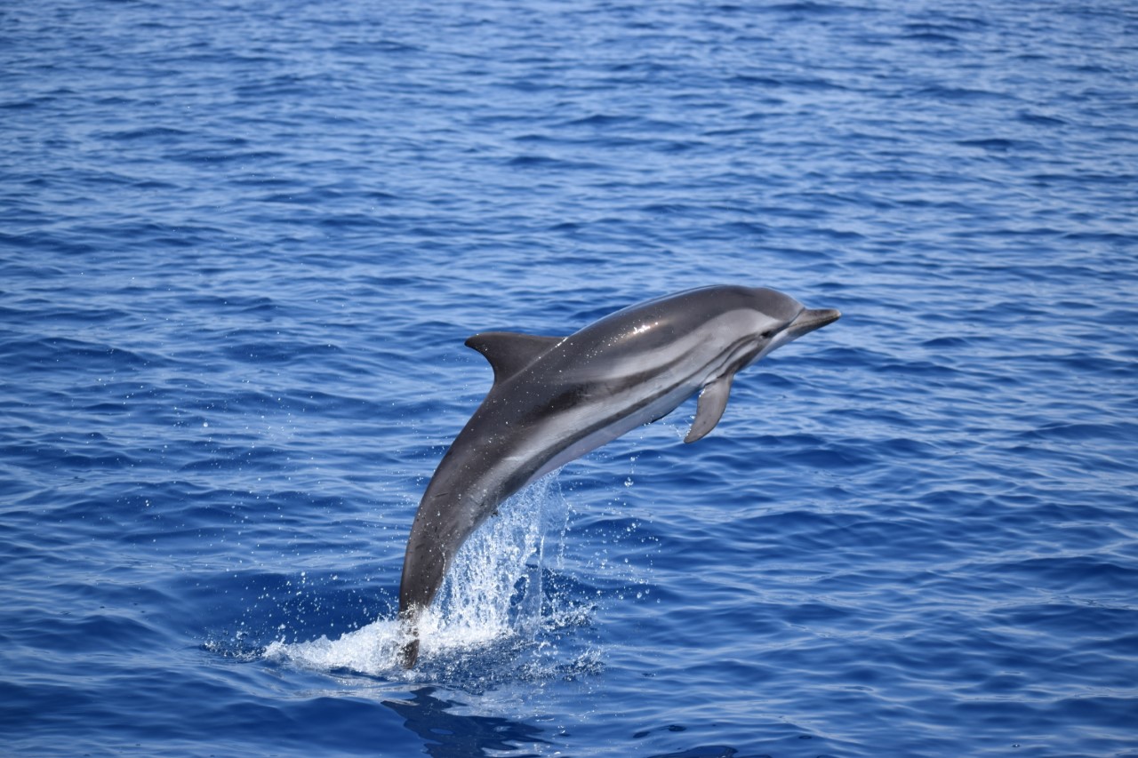 Stenella striata nel Golfo di Taranto